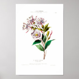 Poster Le Laurier Couronne Vintage Botanical Pink Floral