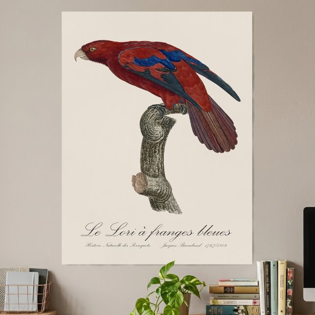 Poster Le Lori a franges bleues (Long-Tailed Red Lory, Trichoglossus borneus. Poster)