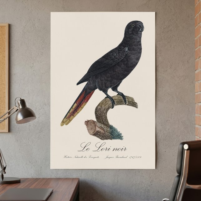 Poster Le Lori noir / Black lory (Black Lory or Red-Quilled Lory, Chalcopsitta atra. Poster )
