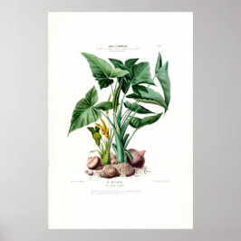 Poster Le Malanga Vintage Botanical Flore D Amerique