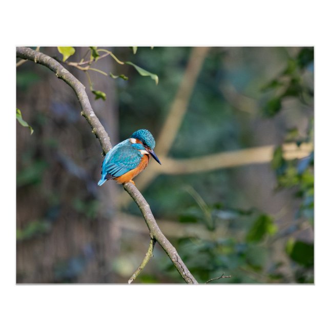 Póster Le martin-pêcheur (Frente)