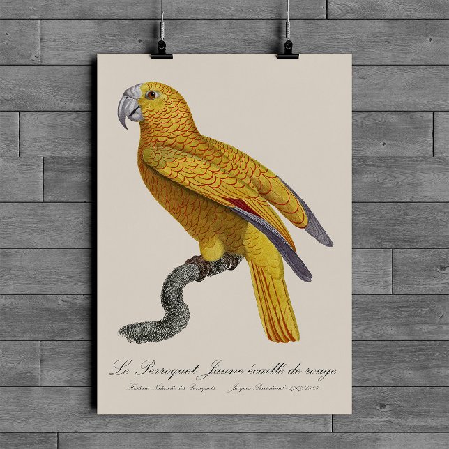 Poster Le Perroquet Jaune ecaille de rouge (Le Perroquet Jaune ecaille de rouge. Poster)