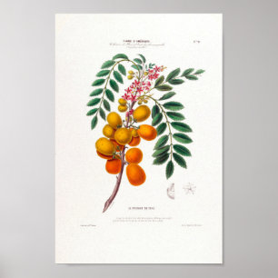 Poster Le Prunier Du Chili Brasil Plum Tree Botânica