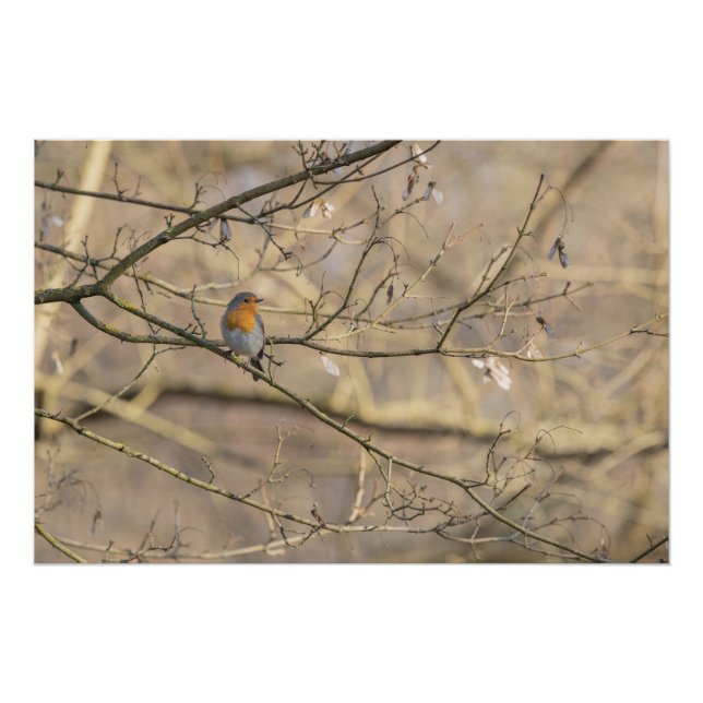 Póster le rouge-gorge, lumière dorée (Frente)