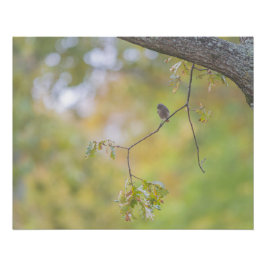 Póster Le rougue-queue noire sur sa branche