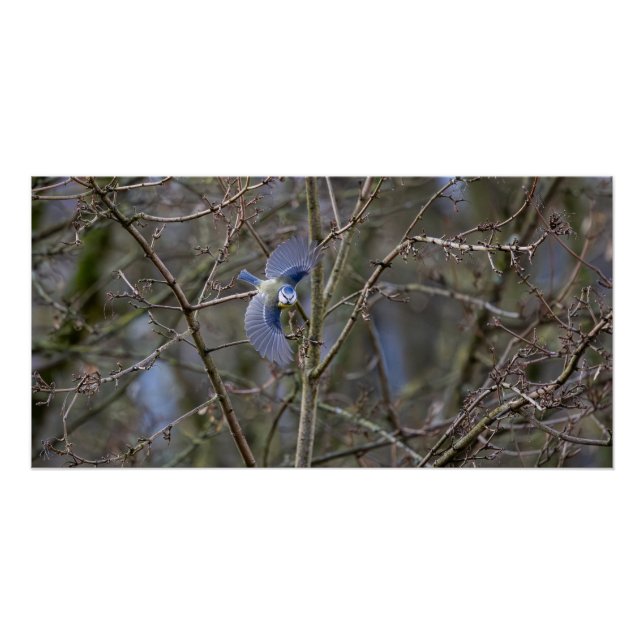 Póster Le vol de la mésange bleue  (Frente)