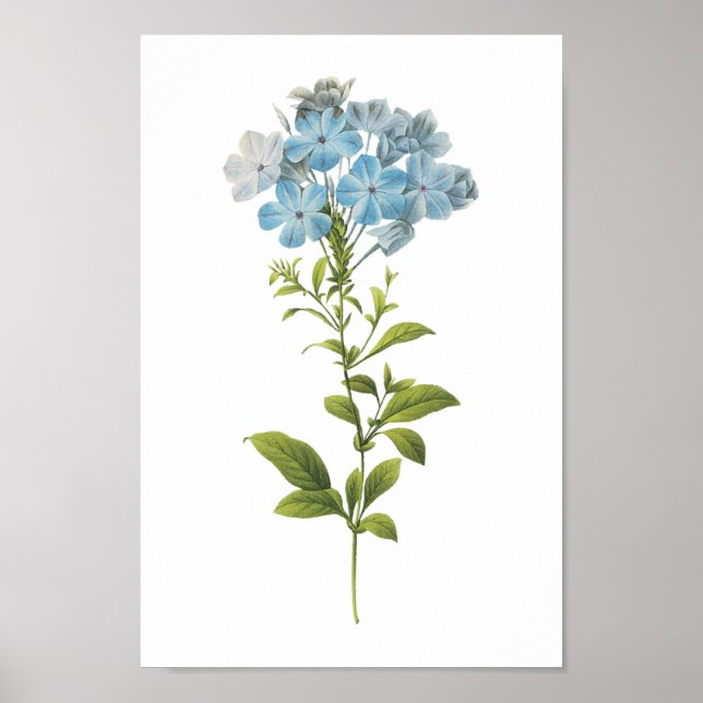 Póster leadwort (Plumbago caerulea) por Redouté (Frente)