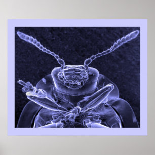 Póster Leaf Beetle Image - Scanning Eletron Microscope