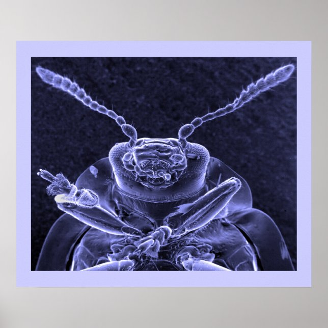 Póster Leaf Beetle Image - Scanning Eletron Microscope (Frente)