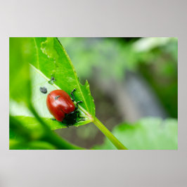 Poster Leaf Beetle on Plant