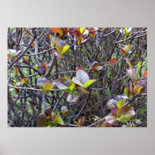 Póster leaflets on twigs