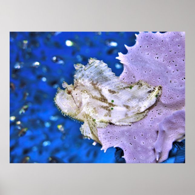 Poster Leafy Scorpionfish (Frente)