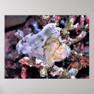 Poster Leafy Scorpionfish