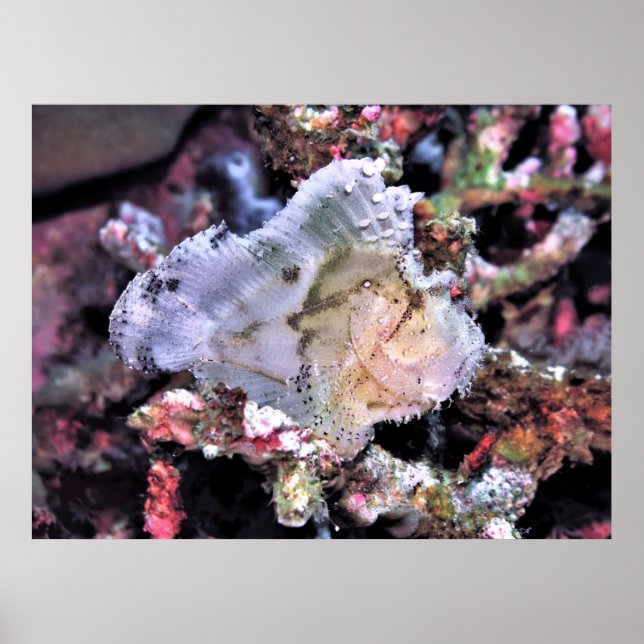Poster Leafy Scorpionfish (Frente)