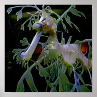 Leafy Sea Dragon
