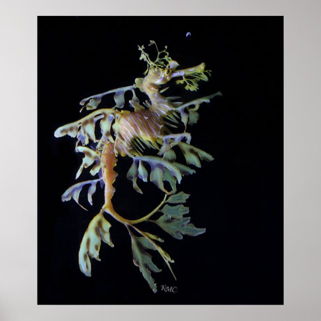 Póster Leafy Seadragon & Mysid Shrimp (Frente)