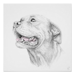 Póster Lealdade, um Staffordshire Terrier americano