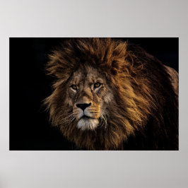 Poster Leão