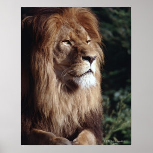 Póster leão