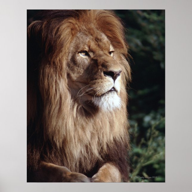 Póster leão (Frente)