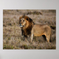 Leão Africano Masculino de Grama