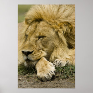 Póster Leão Africano, Panthera leo, deitado dormindo