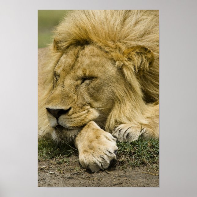 Póster Leão Africano, Panthera leo, deitado dormindo (Frente)
