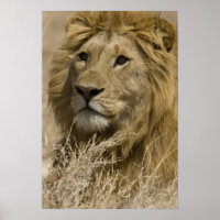 Leão Africano, Panthera leo, Retrato de um
