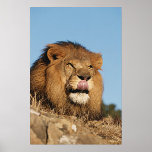 Póster Leão africano (Panthera Leo), savana africano
