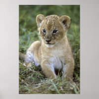 leão-africano, Panthera leo), Tanzânia,