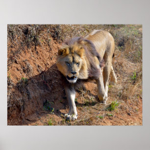 Poster Leão andando na grama