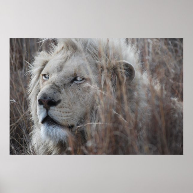 Póster Leão Branco sul-africano fecha (Frente)