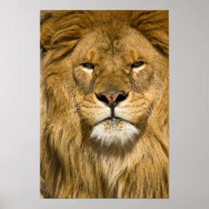 Póster Leão-da-berbéria Africano, Panthera leo leo, um do