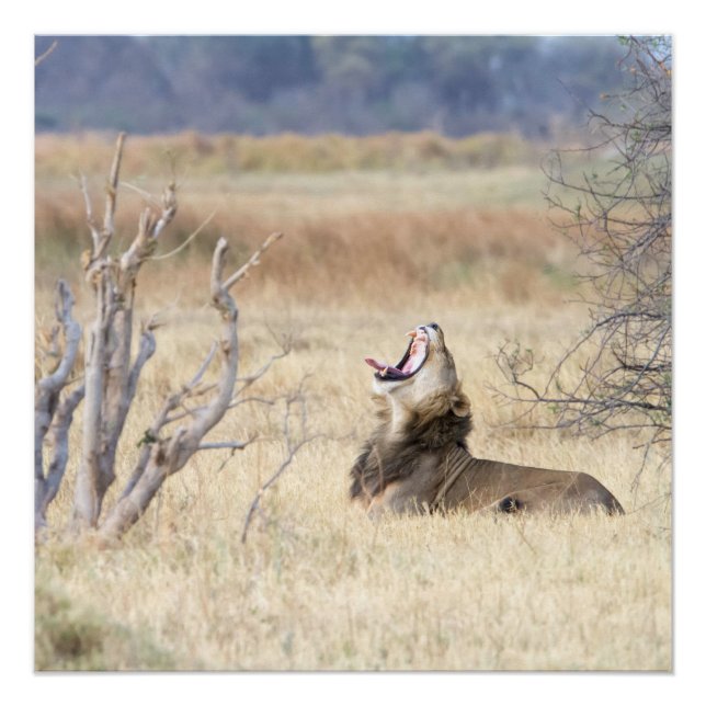 Póster Leão de bocejo (Frente)