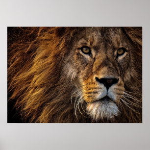 Poster Leão de Leão Predador