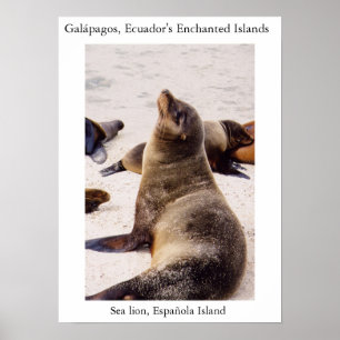 Poster Leão de mar que relaxa seus músculos do pescoço