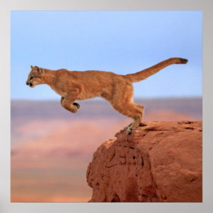 Póster Leão de montanha