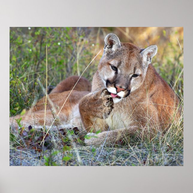 Póster Leão De Montanha - Hmmm (Frente)