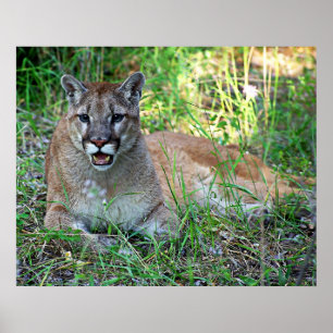 Póster Leão de montanha que queixa-se