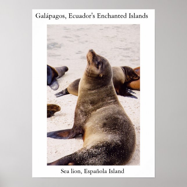 Poster Leão-do-mar relaxando os músculos do pescoço (Frente)