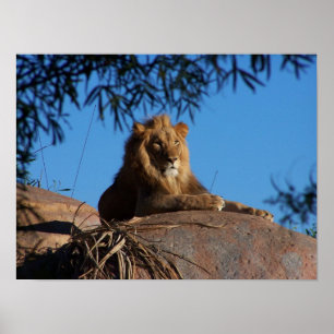 Poster Leão do por do sol