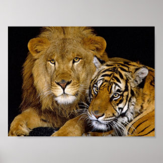 Póster Leão e Tigre