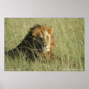 Poster Leão em repouso