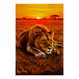 Póster Leão Macho Descansando na Savana Dourada
