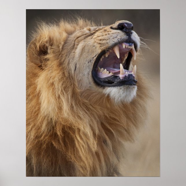 Póster Leão macho maduro (Panthera leo) no Savuti (Frente)