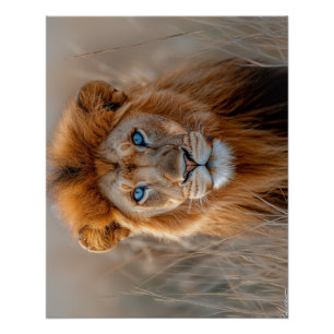 Póster Leão Macho Majestoso com Olhos Azuis Brilhantes