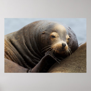 Póster Leão-Marinho-da-Califórnia Descansando