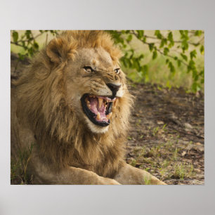 Poster Leão masculino que snarling (Panthera leo),