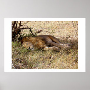 Póster Leão no Quênia, África