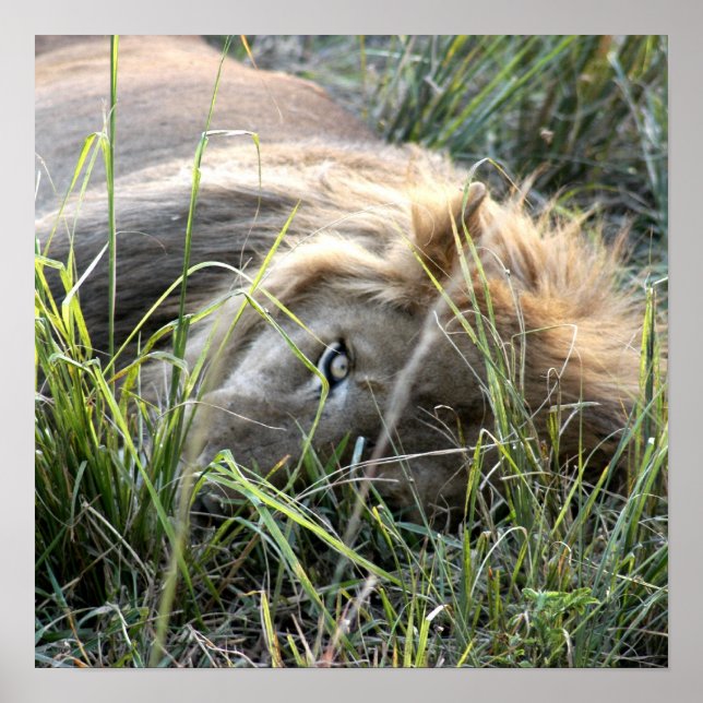 Póster Leão preguiçoso (Frente)